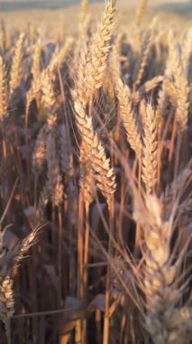 Güzel buğday kulakları, güneşin batışının sıcacık ışığında bir tarlada yavaşça sallanıyor.