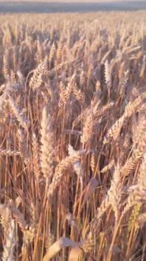 Olgun altın buğday kulakları güzel, sıcak bir günbatımında sakin bir esintide yavaşça sallanıyor.