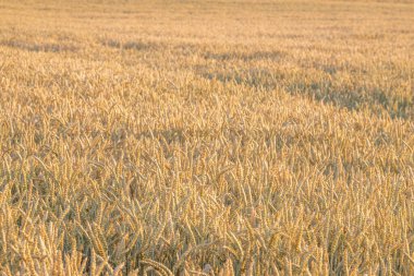 Cenevre 'de sıcak gün batımı ışığında kırsal bir alanda olgunlaşan altın buğday kulakları.