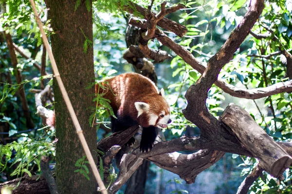 Panda rojo en el árbol — Foto de Stock