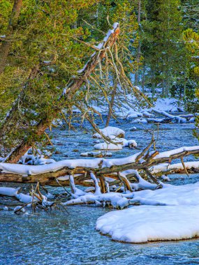 Fransa 'daki Pirenes Orientales dağlarındaki su yolu. Orman, kaya ve ağaç gövdesi karın altında.