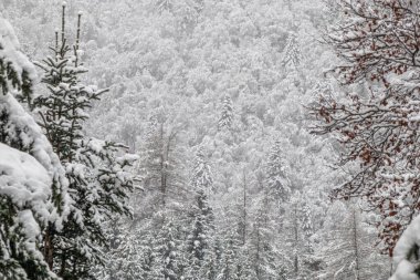 Fransa Pireneleri 'nin güneyinde, taze kar altında orman manzarası. Aude, Occitanie' deki Camurac 'taki tüm ferahlıkları karların kapladığı bulutlu hava..