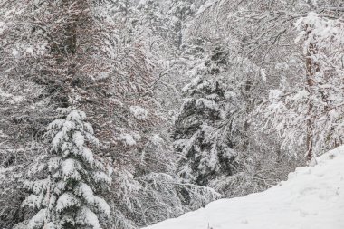 Fransa Pireneleri 'nin güneyinde, taze kar altında orman manzarası. Aude, Occitanie' deki Camurac 'taki tüm ferahlıkları karların kapladığı bulutlu hava..