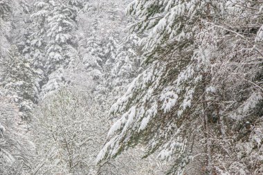 Fransa Pireneleri 'nin güneyinde, taze kar altında orman manzarası. Aude, Occitanie' deki Camurac 'taki tüm ferahlıkları karların kapladığı bulutlu hava..