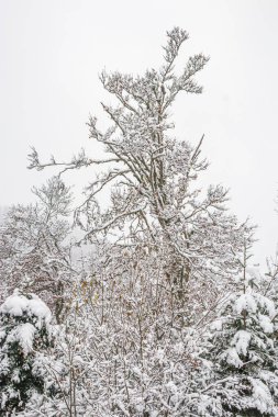 Fransa Pireneleri 'nin güneyinde, taze kar altında orman manzarası. Aude, Occitanie' deki Camurac 'taki tüm ferahlıkları karların kapladığı bulutlu hava..