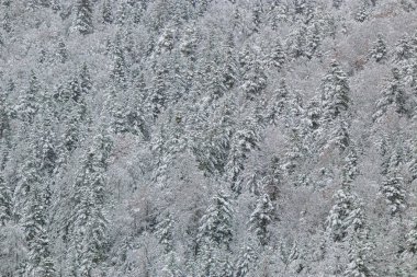 Fransa Pireneleri 'nin güneyinde, taze kar altında orman manzarası. Aude, Occitanie' deki Camurac 'taki tüm ferahlıkları karların kapladığı bulutlu hava..