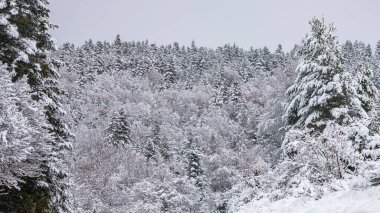 Fransa Pireneleri 'nin güneyinde, taze kar altında orman manzarası. Aude, Occitanie' deki Camurac 'taki tüm ferahlıkları karların kapladığı bulutlu hava..