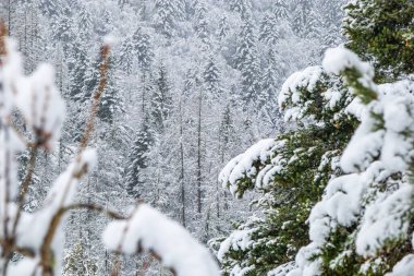 Fransa Pireneleri 'nin güneyinde, taze kar altında orman manzarası. Aude, Occitanie' deki Camurac 'taki tüm ferahlıkları karların kapladığı bulutlu hava..