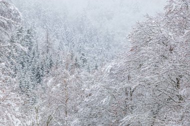 Fransa Pireneleri 'nin güneyinde, taze kar altında orman manzarası. Aude, Occitanie' deki Camurac 'taki tüm ferahlıkları karların kapladığı bulutlu hava..