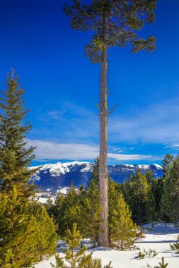 Fransız Pireneleri 'ndeki Puyvalador' da karlı orman