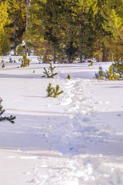 Fransız Pireneleri 'ndeki Puyvalador' da karlı orman