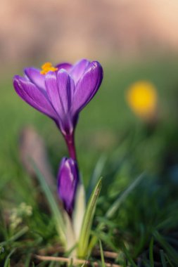 Bahar otlağında açan yumuşak arka planlı mor tarla çiçeği.