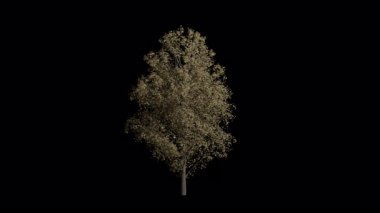 Sonbahar rüzgarında Pseudoplatanus Ağacı esintisi