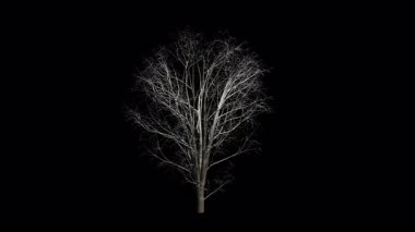 Acer Pseudoplatanus Ağacı Kış rüzgarı animasyon esiyor