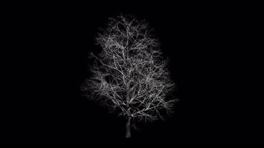 Kış rüzgarında sallanan Aesculus Hippocastanum ağacı, şeffaf arkaplan ve 4k içinde alfa kanalı ile gerçekçi animasyon