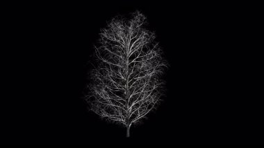 Kış rüzgarında sallanan Aesculus Hippocastanum ağacı, şeffaf arkaplan ve 4k içinde alfa kanalı ile gerçekçi animasyon