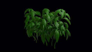 Fesleğen bitkisi yaz rüzgarında sallanıyor, şeffaf arkaplan ve 4K 'da alfa kanalı ile gerçekçi animasyon.