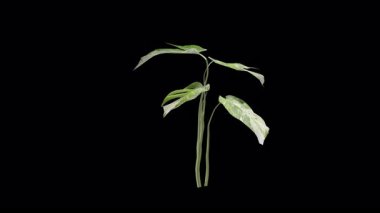 Monstera variegata fabrikası. Yaz rüzgarında sallanan bir salıncak. Şeffaf arkaplan ve 4k içinde alfa kanalı olan gerçekçi animasyon.