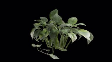 Pothos bitkisi yaz rüzgarında sallanıyor, şeffaf arkaplan ve 4k içinde alfa kanalı ile gerçekçi animasyon.