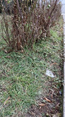 Bir sürü karlı eski ahşap duvar.