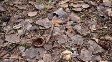 Mantar ve orman mantarları sonbahar ormanlarında kapanıyor.