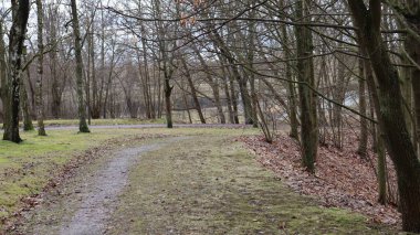 Ormanın güzel manzarası