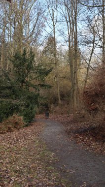 Hollanda 'daki orman