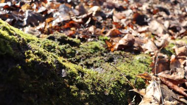 Ağaç kabuğunda yosun, yakın.