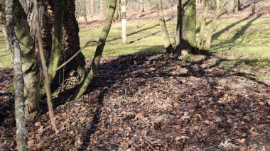 spring in the forest. the trees are fallen.