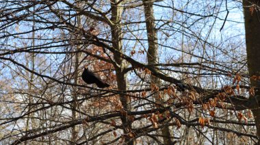 Ağaç dalları, bitki örtüsü ve yapraklar.