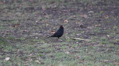Ormanda yerde yatan bir kuş.