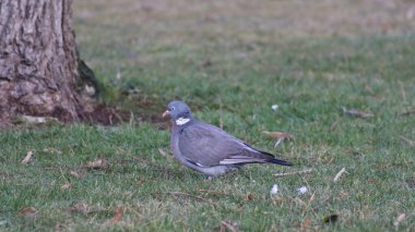 Çimlerin üzerinde yeşil çimlerin üzerinde gri bir güvercin..