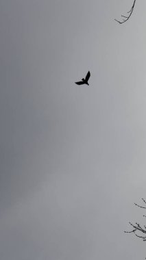 Kışın ağaçtaki kuş