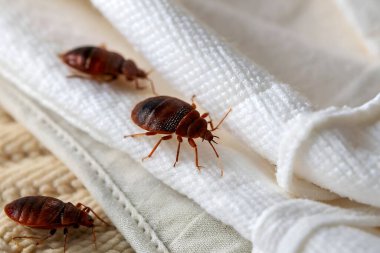 Beyaz arkaplanda iki kahverengi karınca