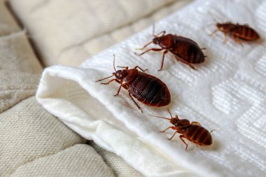 Yerde kırmızı bez olan bir hamamböceğine yaklaş..