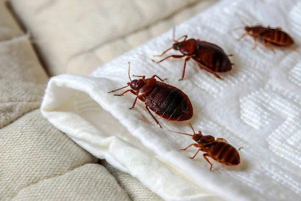 Yerde kırmızı bez olan bir hamamböceğine yaklaş..