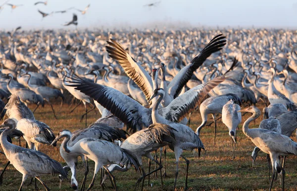 Vinç İsrail kışlama nüfus