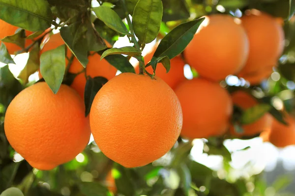 Portakal bahçesi. Portakal ağacı meyvesi