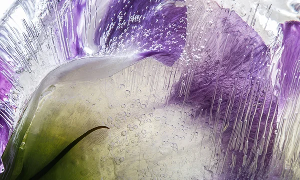 Abstraktion lila Blüten im Eis — Stockfoto