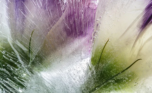 Abstraction de belles fleurs dans la glace — Photo