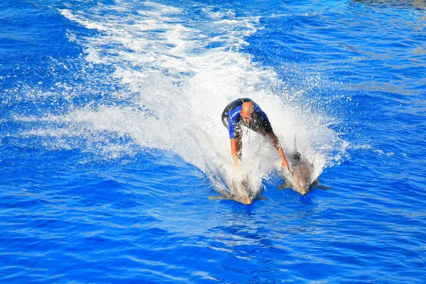 Дельфинарий. Океанографическая Валенсия. Испания 17 / 07 / 2012 — стоковое фото
