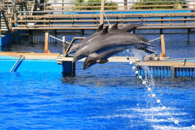   Kişinin ölümüne yol açtı. Oceanografic Valencia. İspanya 