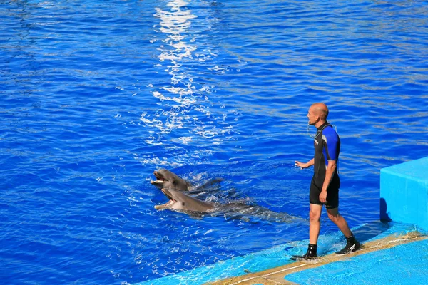 Spain Valencia July 2012 Dolphin Show Oceanografic Валенсия Пара Дельфинов — стоковое фото