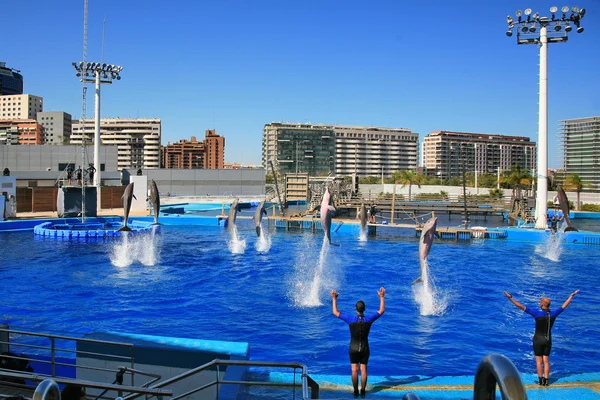   Kişinin ölümüne yol açtı. Oceanografic Valencia. İspanya 