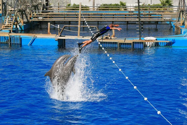 Spain Valencia July 2012 Dolphin Show Oceanografic Валенсия Пара Дельфинов — стоковое фото