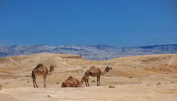 İsrail, çöl, Arap deve sürüsü