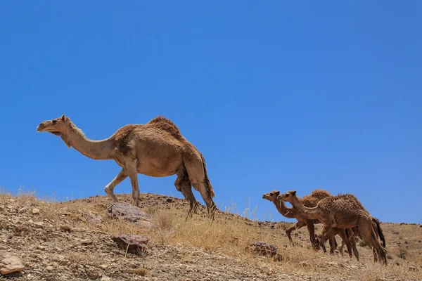 Israël, woestijn, een kudde van Arabische kamelen — Stockfoto