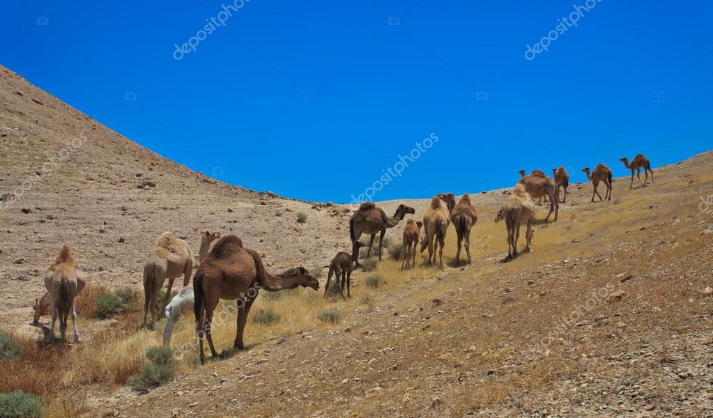 https://st2.depositphotos.com/8884220/12026/i/950/depositphotos_120261320-stock-photo-israel-negev-desert-a-herd.jpg