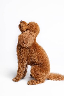 Kırmızı minyatür kaniş beyaz arka planda stüdyoda çekiliyor. Yüksek kalite fotoğraf