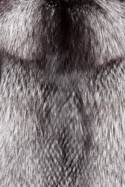 Pelliccia volpe polare nera — Foto Stock